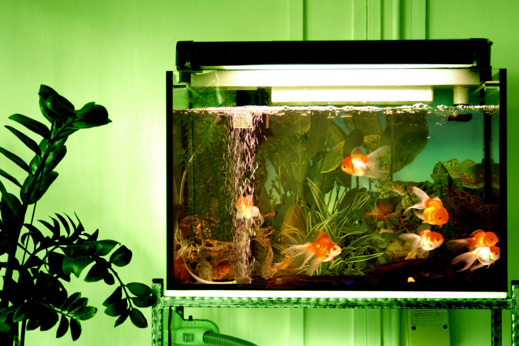 Aquatic pet care